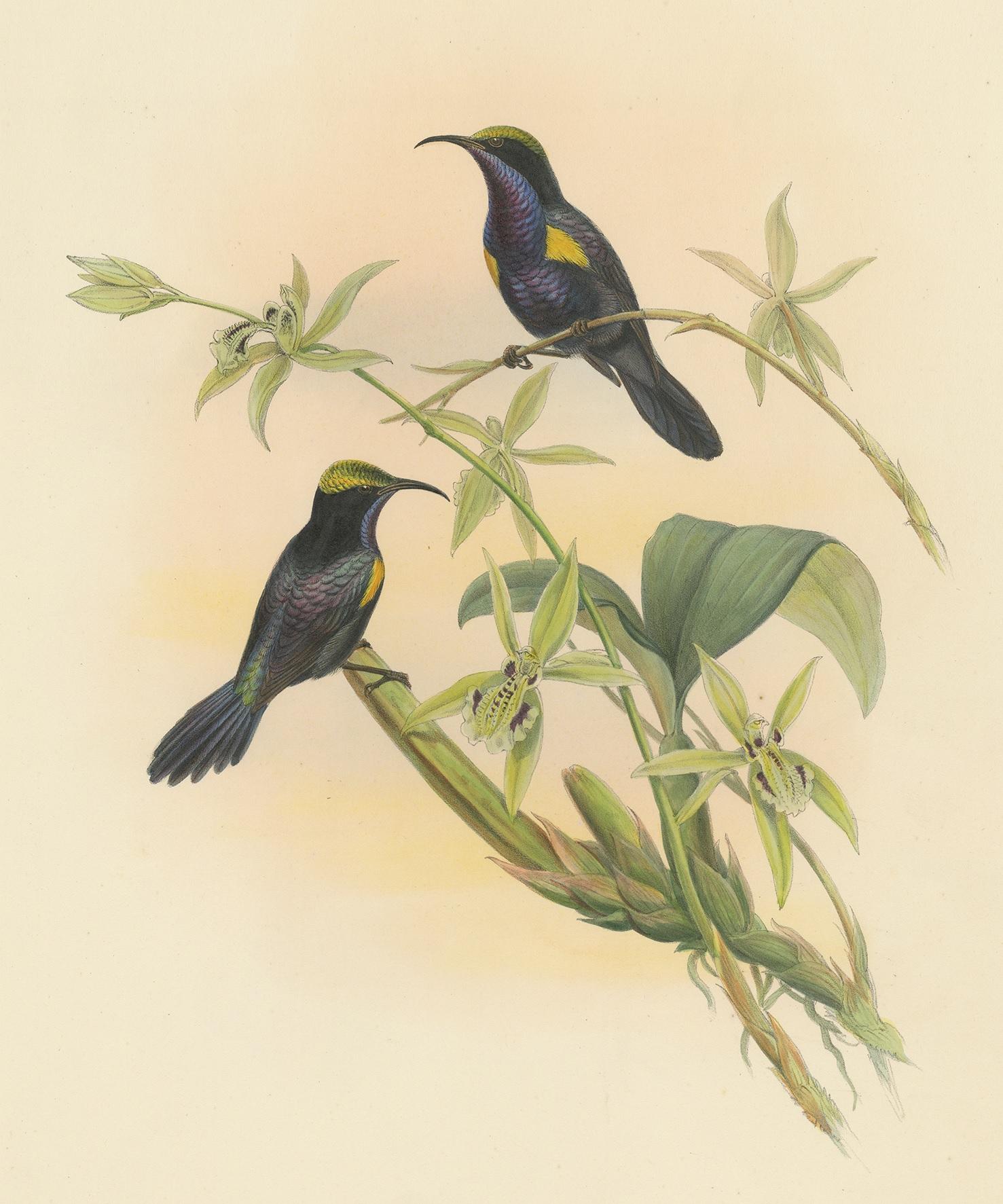 Antique Bird Print of the Copper-Throated Sunbird by Gould 'circa 1850' In Good Condition For Sale In Langweer, NL