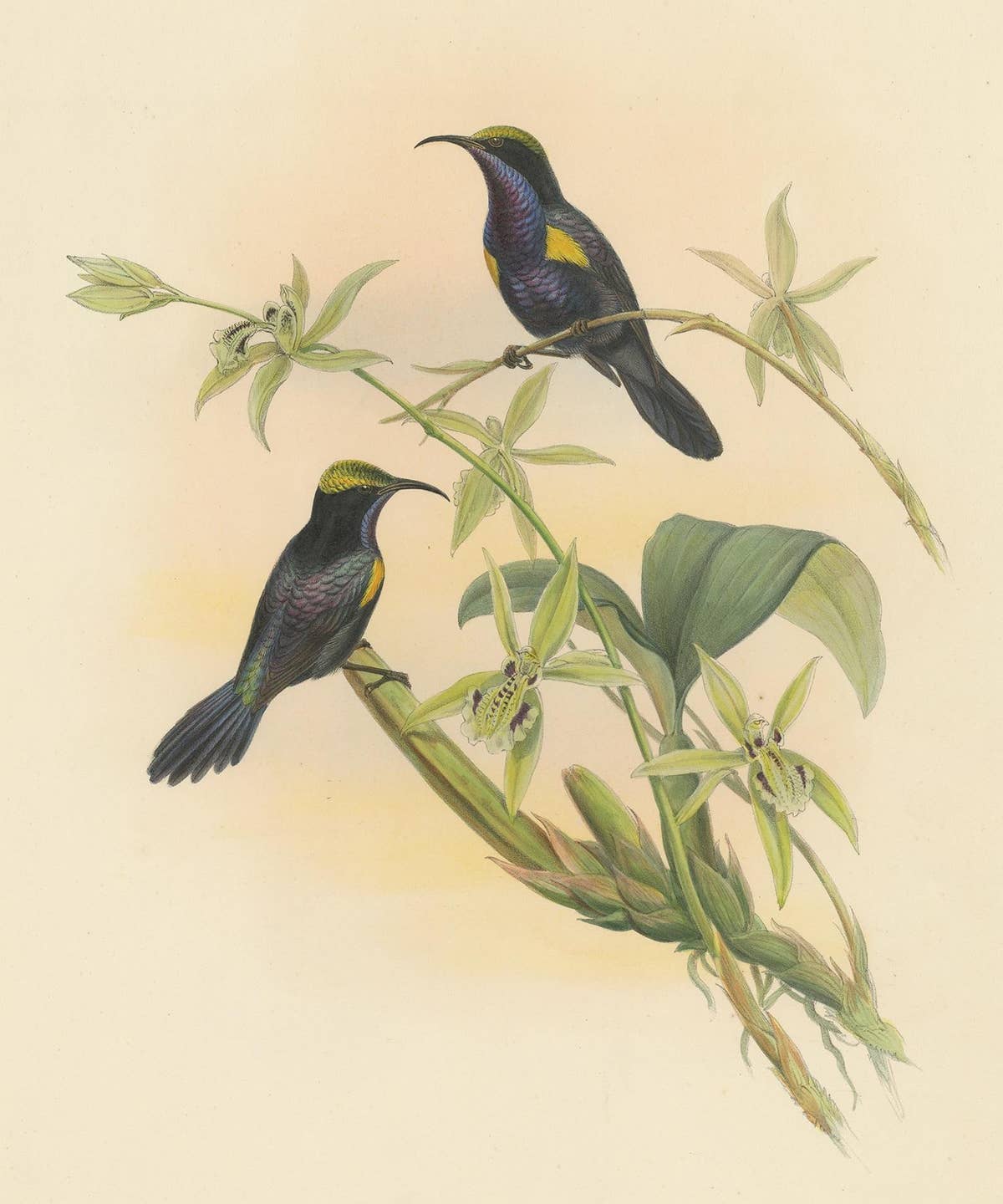 Antique Bird Print of the Copper-Throated Sunbird by Gould 'circa 1850'