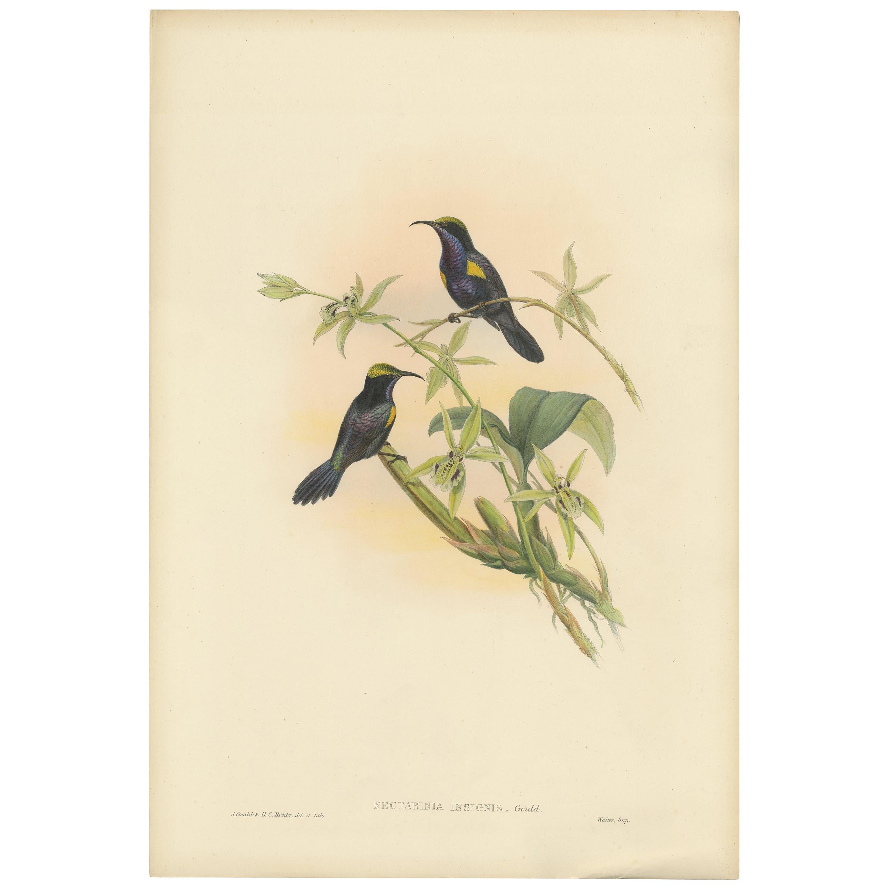 Antique Bird Print of the Copper-Throated Sunbird by Gould 'circa 1850' For Sale