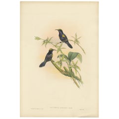 Gravure ancienne de l'oiseau solaire à gorge cuivrée par Gould 'circa 1850'.