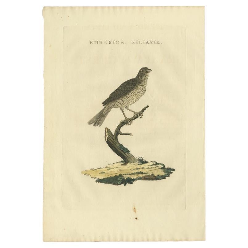 Antique Bird Print of the Corn Bunting by Sepp & Nozeman, 1829 For Sale