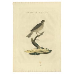 Antique Bird Print of the Corn Bunting by Sepp & Nozeman, 1829