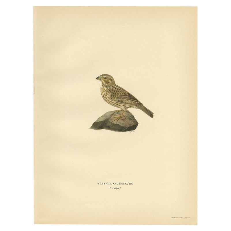 Antiker antiker Vogeldruck der Kornbunting von Von Wright, 1927