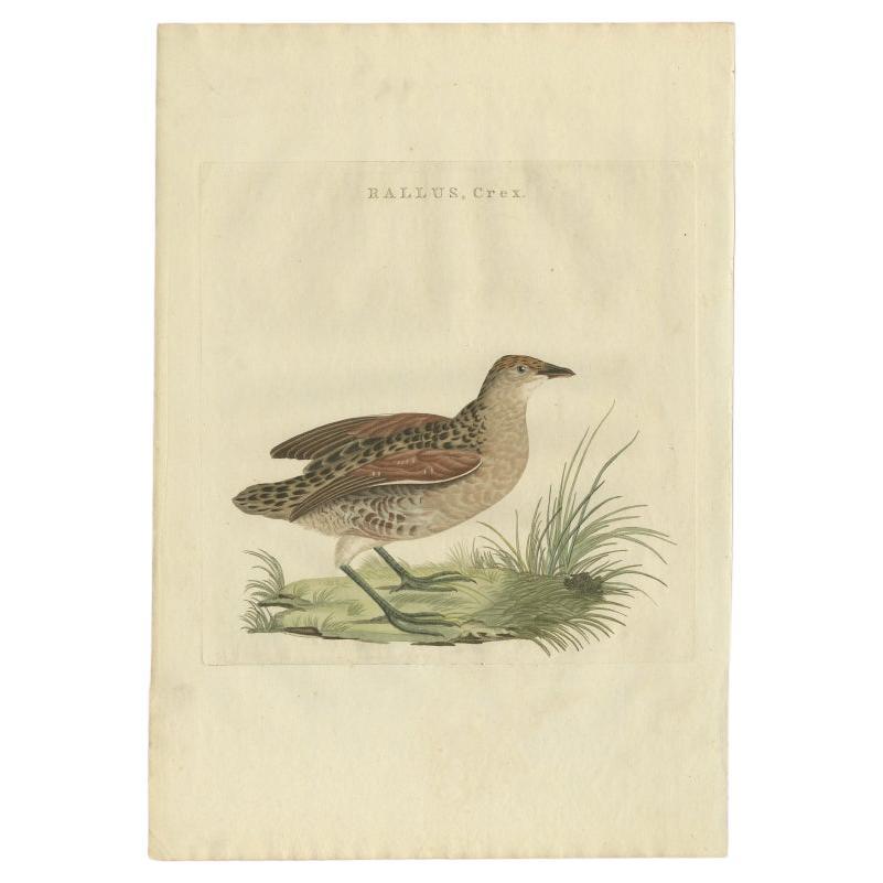 Antique Bird Print of the Corn Crake by Sepp & Nozeman, 1797 For Sale