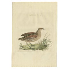 Antique Bird Print of the Corn Crake by Sepp & Nozeman, 1797
