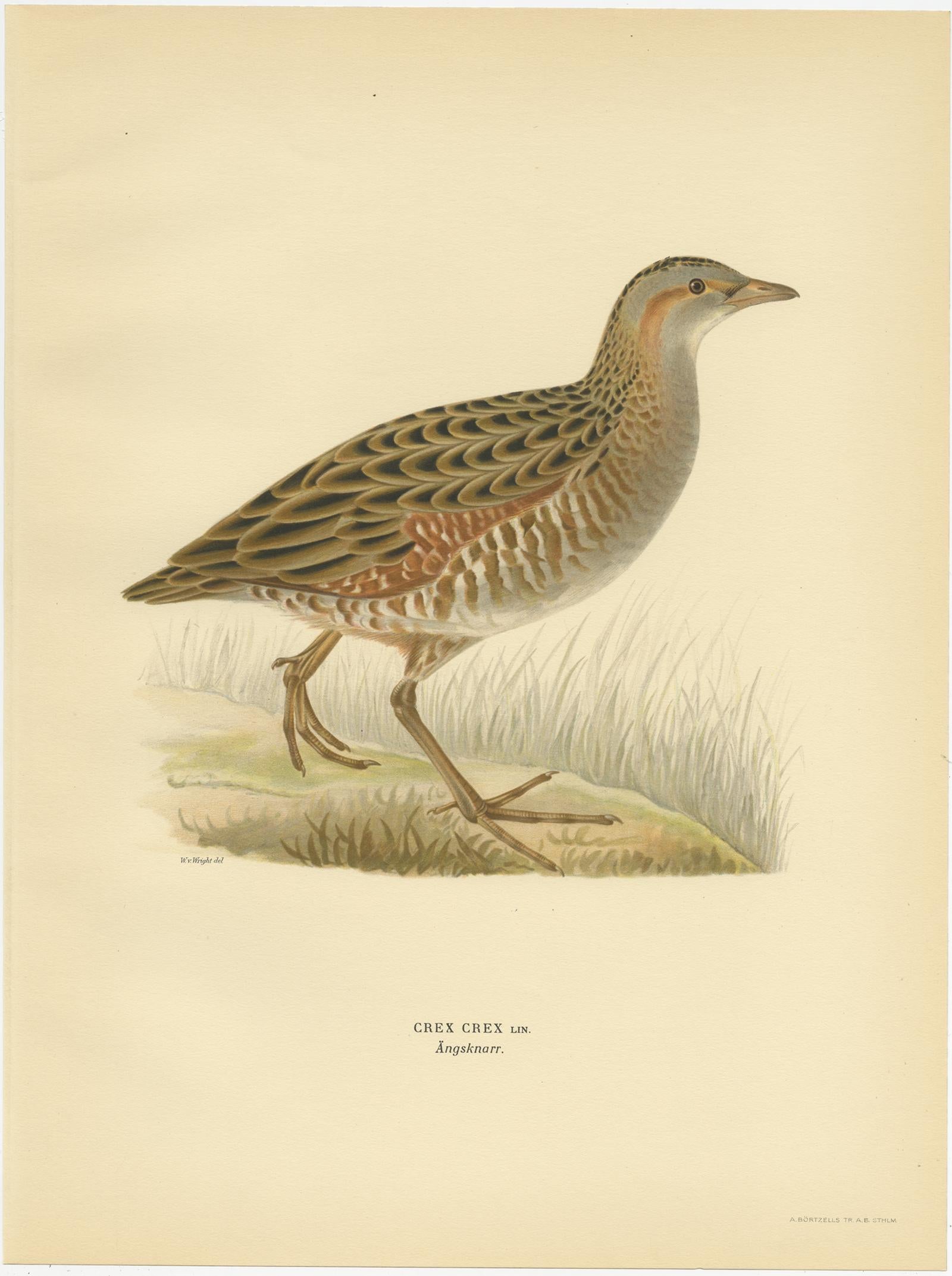 Gravure ancienne à l'oiseau intitulée 'Crex Crex'. Ancienne gravure d'oiseau représentant le râle des genêts. Cette estampe est tirée de 