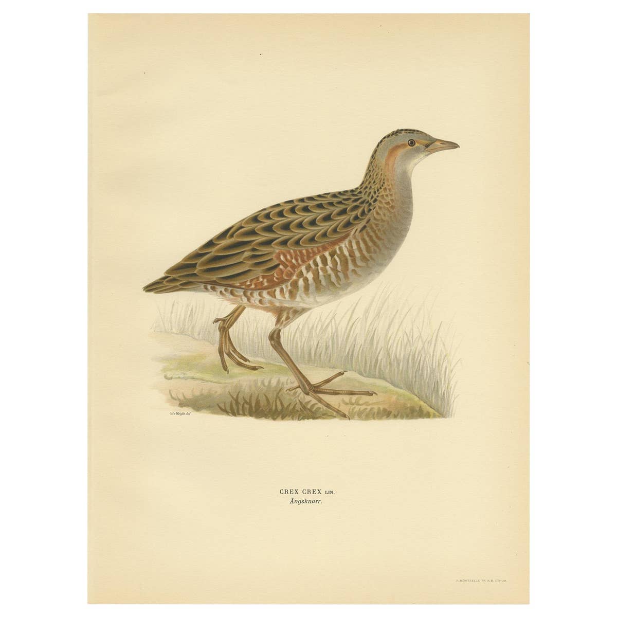 Antique Bird Print of the Corncrake by Von Wright '1929'