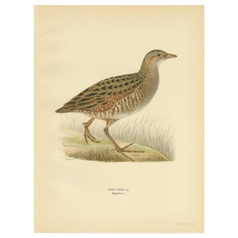 Antique Bird Print of the Corncrake by Von Wright '1929'