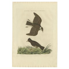 Antique Bird Print of the Crested Lark and Woodlark by Sepp & Nozeman, 1809