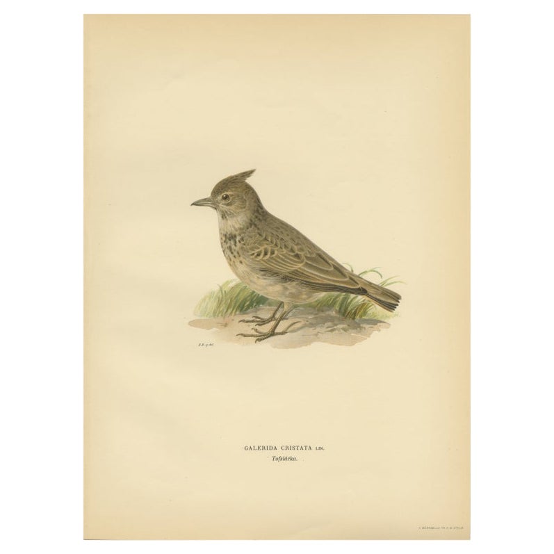 Antiker antiker Vogeldruck des gekreuzten Köchers von Von Wright, 1927