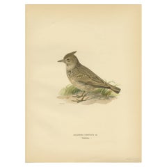 Impression ancienne d'oiseau de la crèche crêtée par Von Wright, 1927