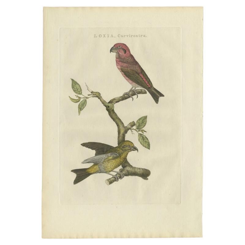Antique Bird Print of the Crossbill by Sepp & Nozeman, 1797 For Sale