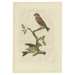Antiker antiker Vogeldruck des Kreuzbills von Sepp & Nozeman, 1797