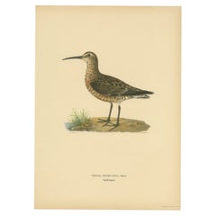 Antique Bird Print of the Curlew Sandpiper, 1929