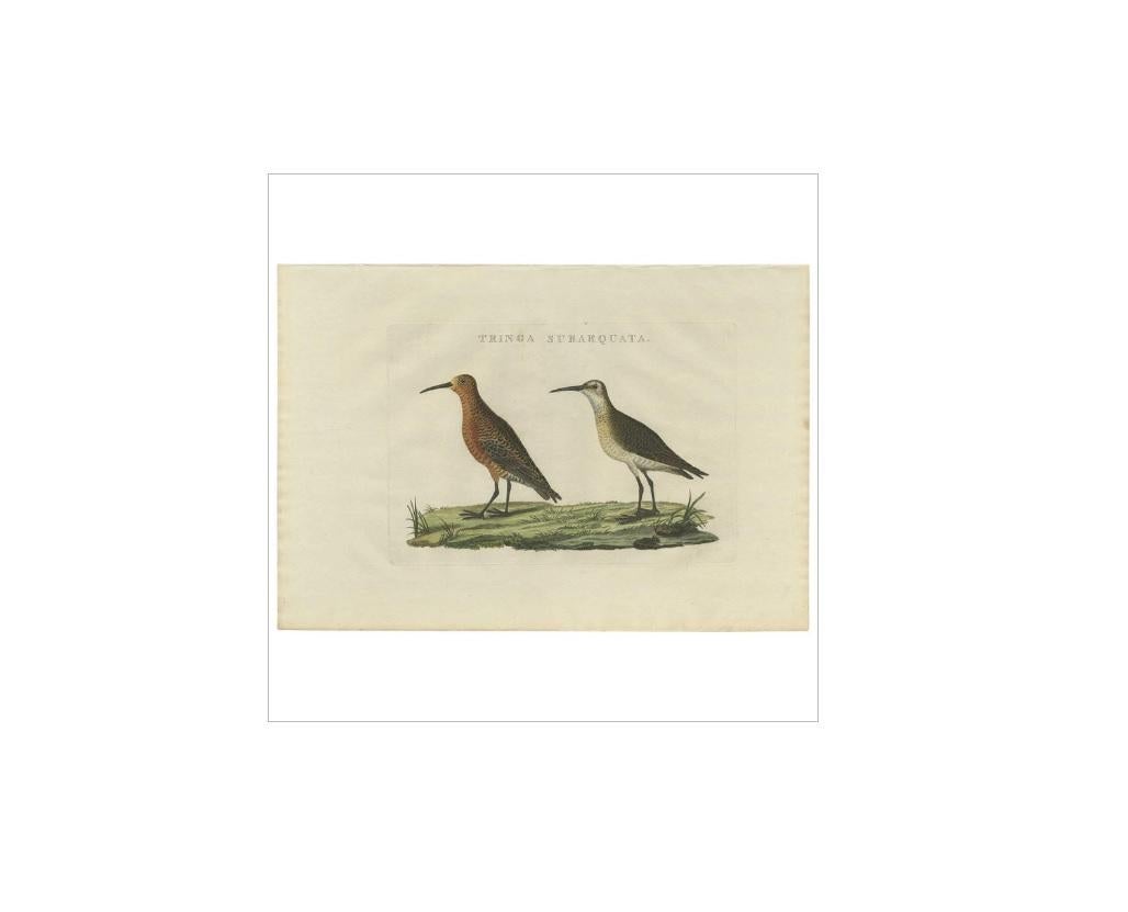 Antique print titled 'Tringa Subarquata'. The curlew sandpiper (Calidris ferruginea) is a small wader that breeds on the tundra of Arctic Siberia. The genus name is from Ancient Greek kalidris or skalidris, a term used by Aristotle for some