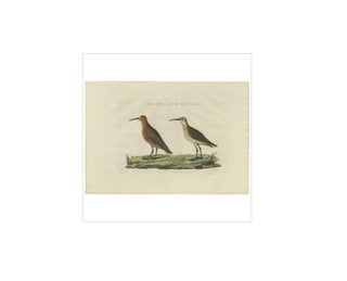 Antique Bird Print of the Curlew Sandpiper by Sepp & Nozeman, 1829, view 4