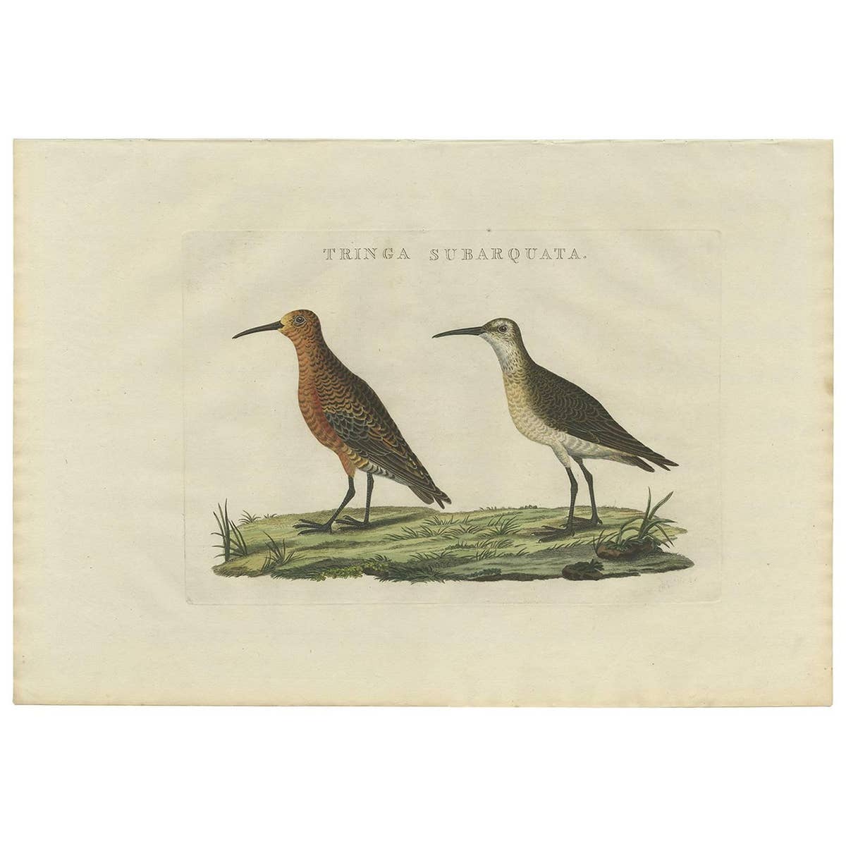 Antique Bird Print of the Curlew Sandpiper by Sepp & Nozeman, 1829