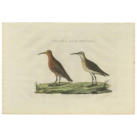 Antique Bird Print of the Curlew Sandpiper by Sepp & Nozeman, 1829