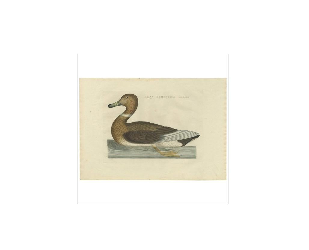Antique print titled 'Anas Domestica foemina'. Domestic ducks are ducks that are raised for meat, eggs and down. Many ducks are also kept for show, as pets, or for their ornamental value. Almost all varieties of domestic duck apart from the Muscovy