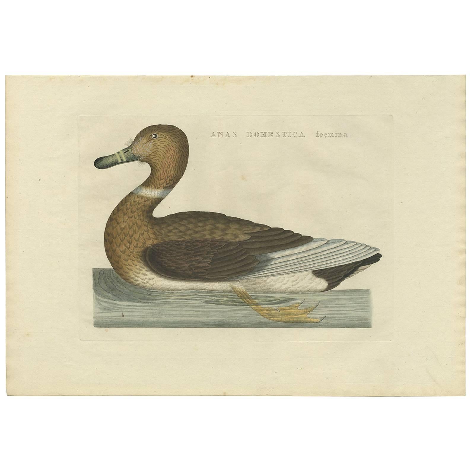 Antique Bird Print of the Domestic Duck by Sepp & Nozeman, 1809