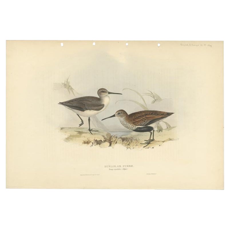 Antiker antiker Vogeldruck des Dunlin-Vogels von Gould, 1832