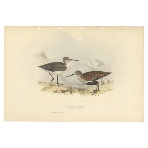 Antique Bird Print of the Dunlin Bird by Gould, 1832