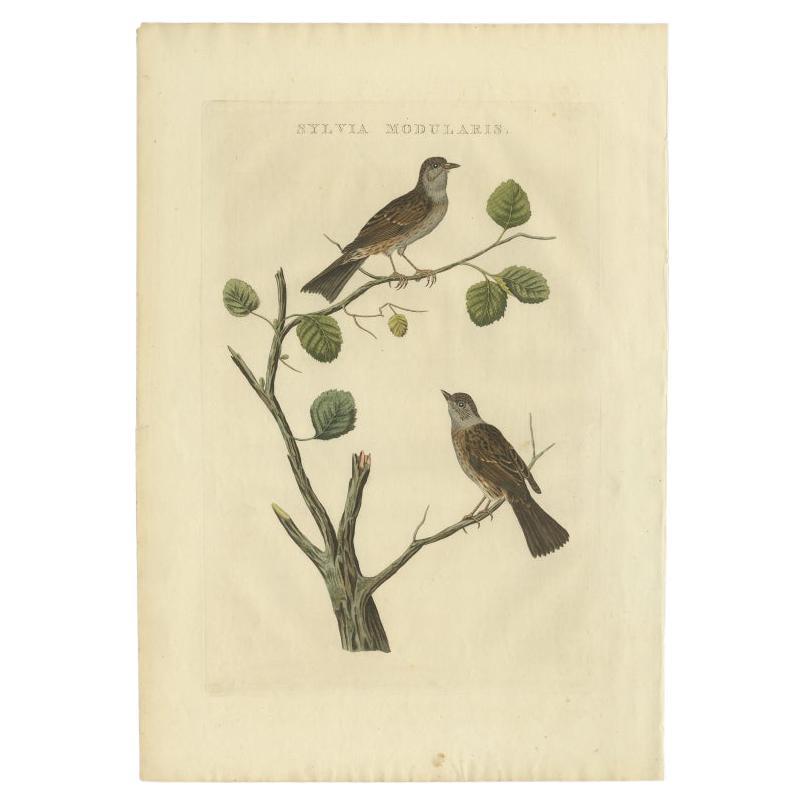 Impression ancienne d'oiseau du Dunnock par Sepp & Nozeman, 1829