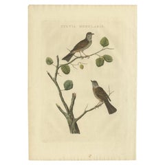 Grabado antiguo de aves del acentor común por Sepp & Nozeman, 1829