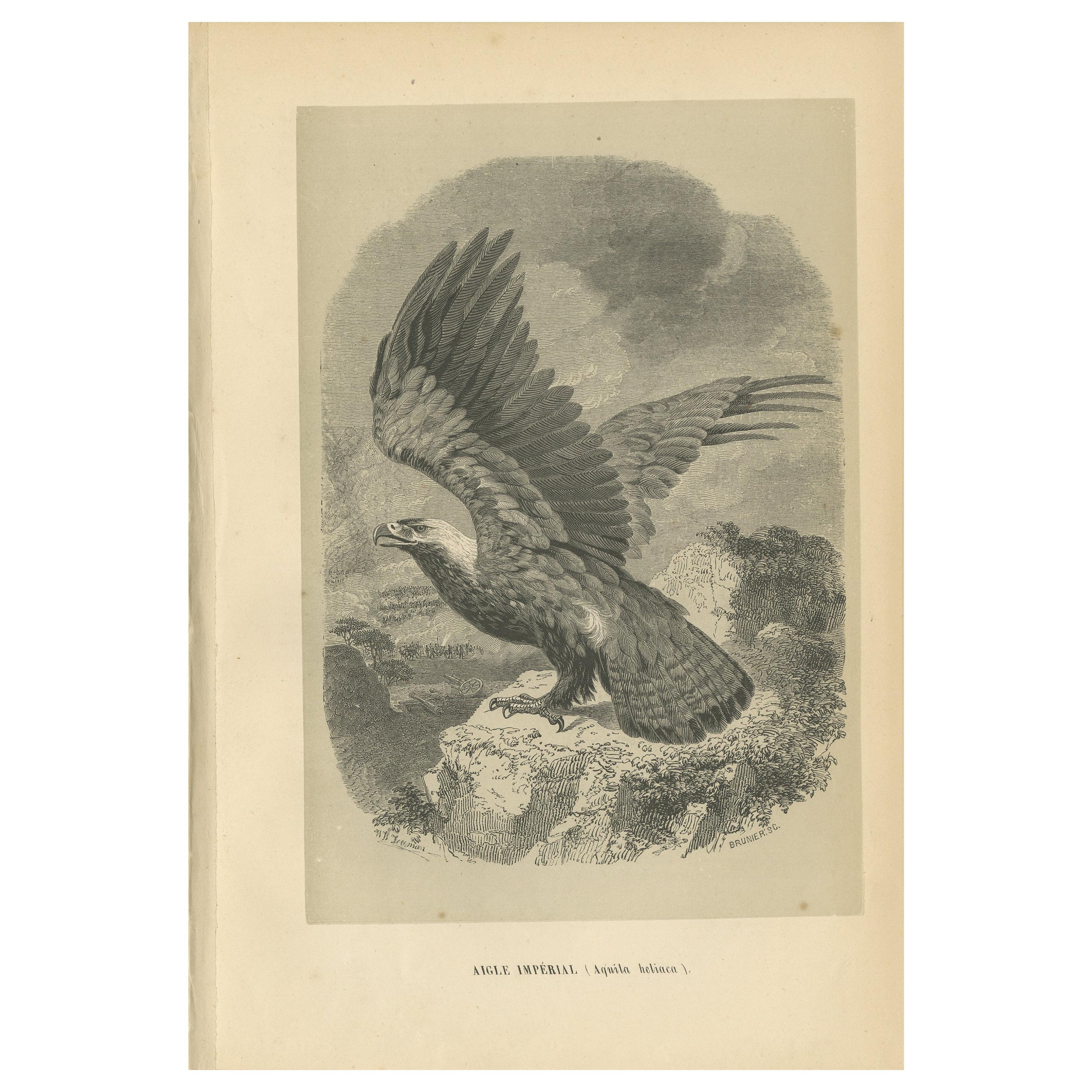 Estampa antigua de águila imperial oriental '1853