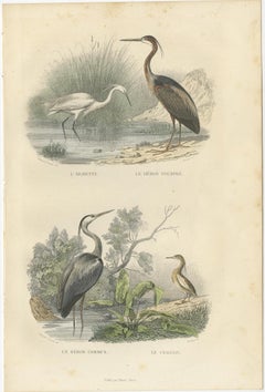 Antique Bird Print of the Egret, Purple Heron, Common Heron and Ardeola