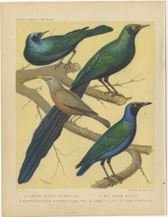 Antique Bird Print of the Emerald Starling, Chestnut-Tailed Starling and Others