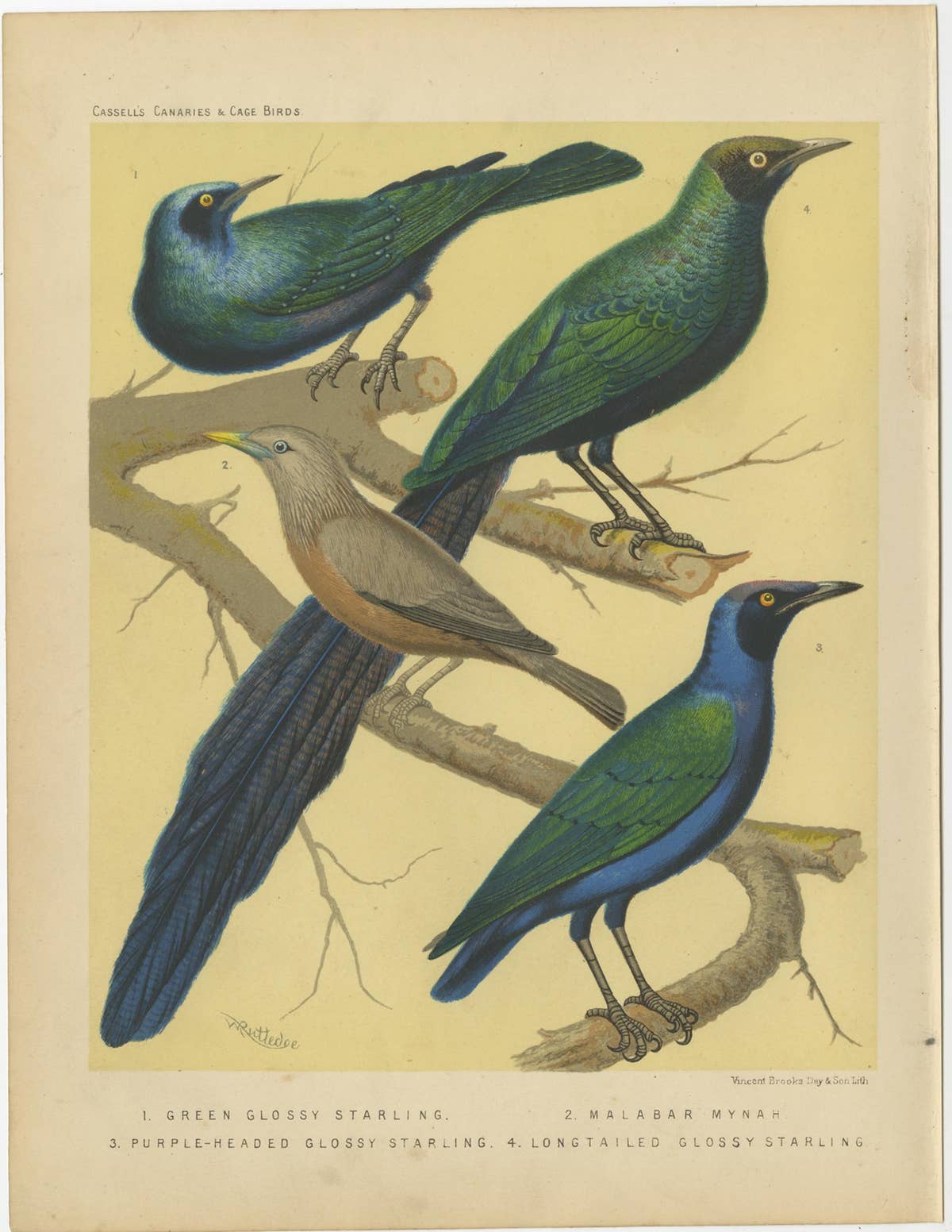 Antique Bird Print of the Emerald Starling, Chestnut-Tailed Starling and Others