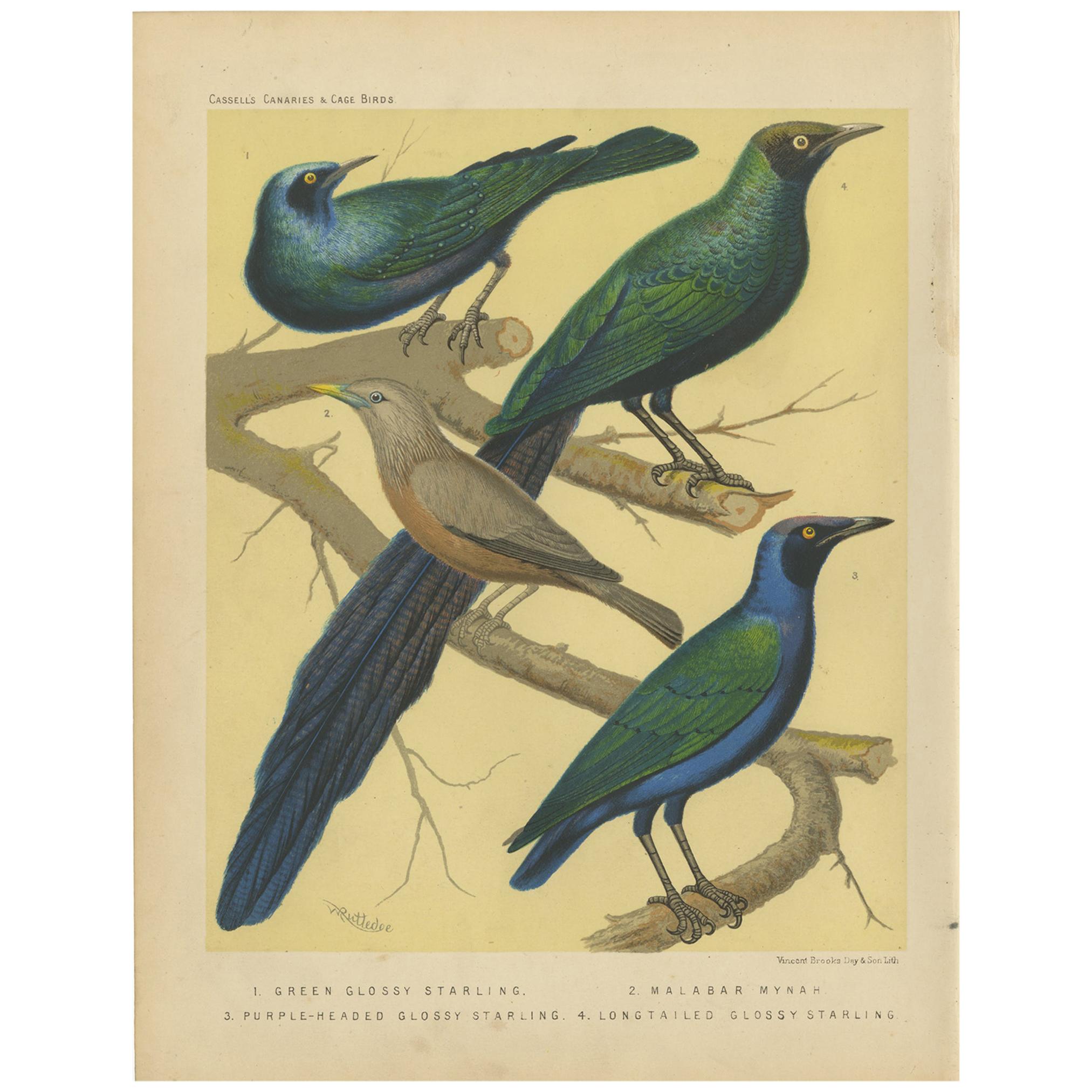 Antique Bird Print of the Emerald Starling, Chestnut-Tailed Starling and Others