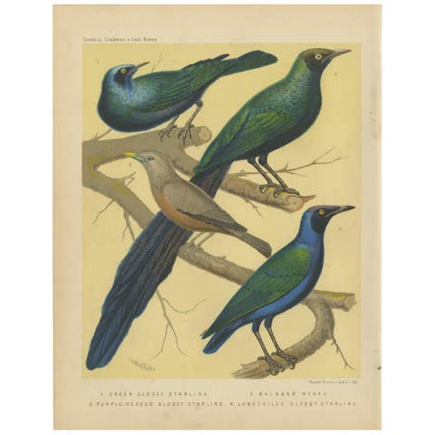 Antique Bird Print of the Emerald Starling, Chestnut-Tailed Starling and Others