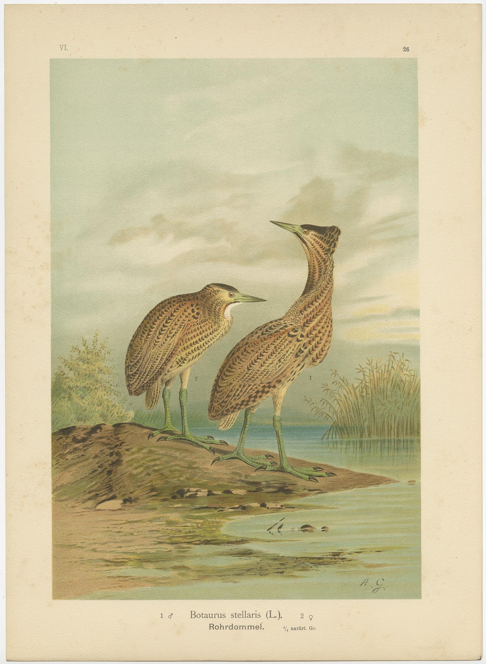 Antiker antiker Vogeldruck des Eurasianischen Bitterns von Naumann, um 1895 im Zustand „Gut“ im Angebot in Langweer, NL