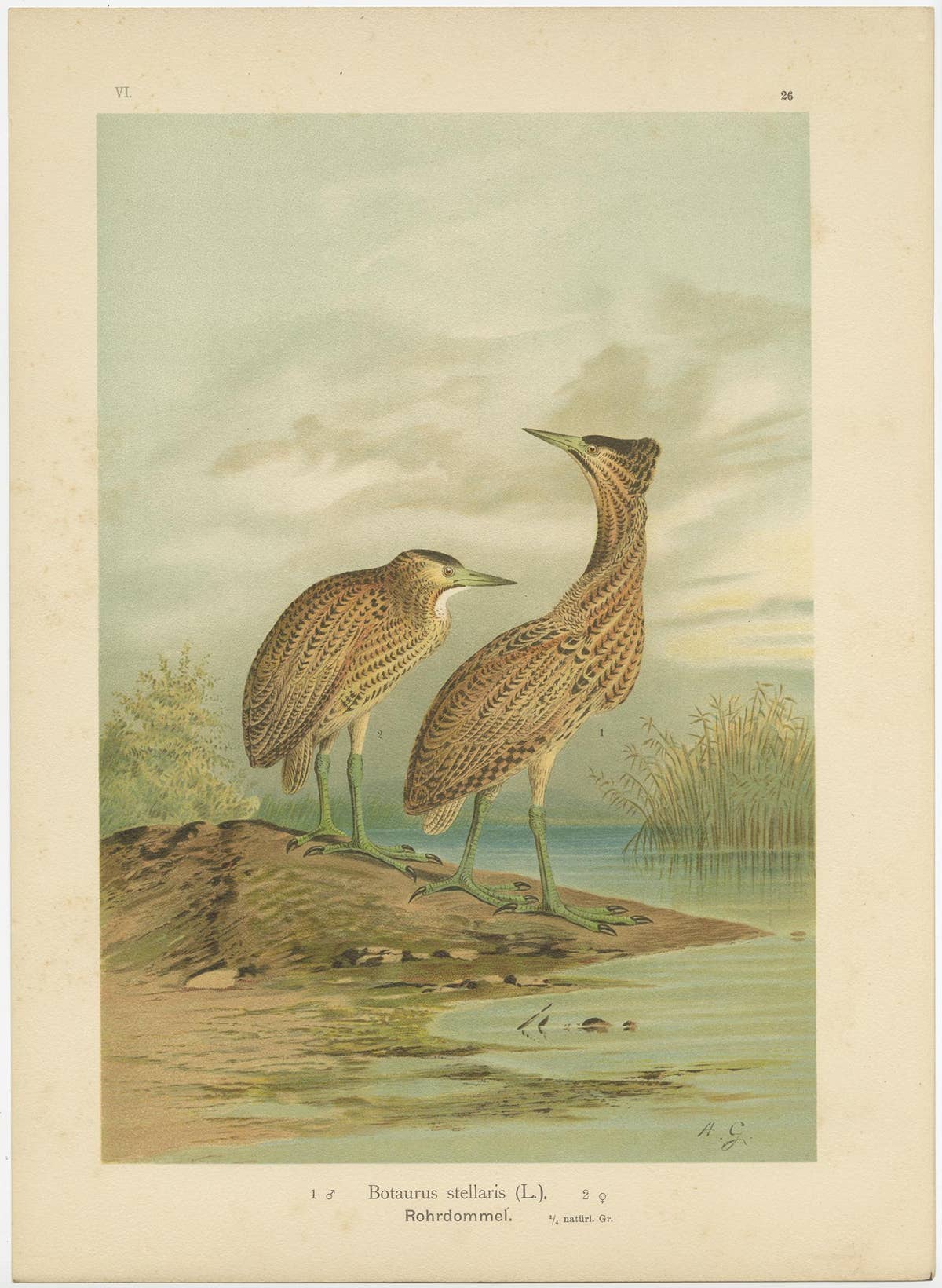 Antique Bird Print of the Eurasian Bittern by Naumann, circa 1895