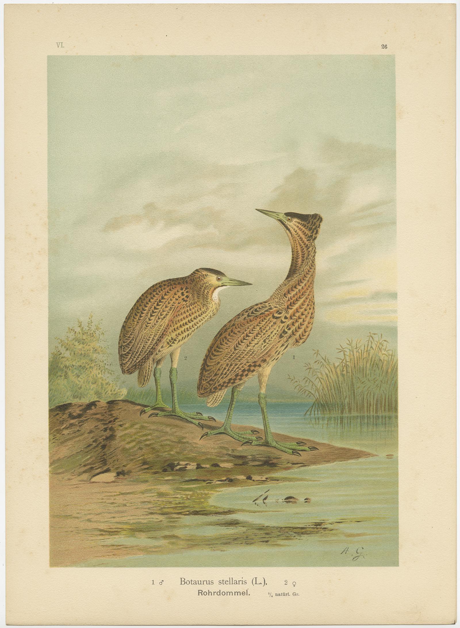 19th Century Antique Bird Print of the Eurasian Bittern by Naumann, circa 1895 For Sale