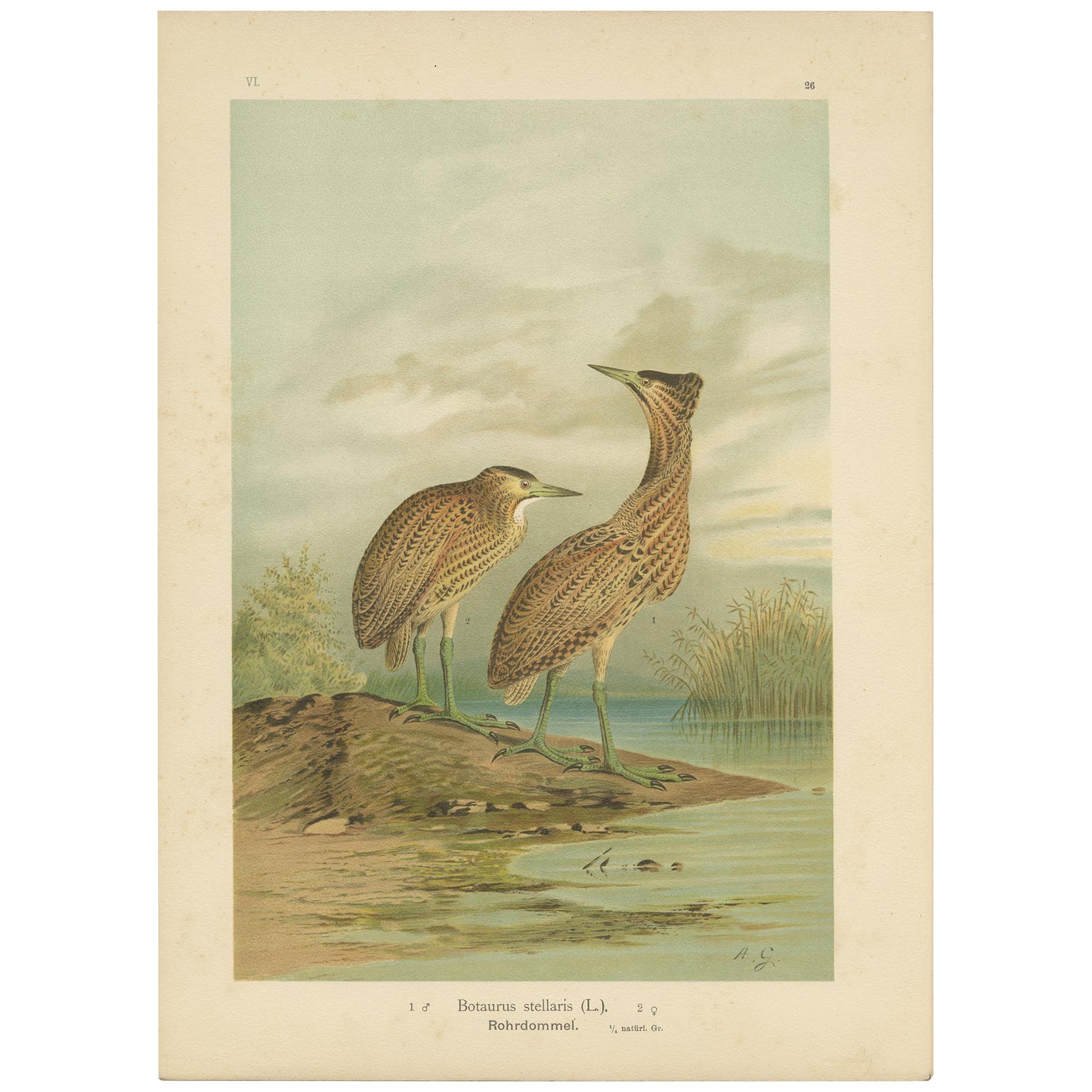 Antiker antiker Vogeldruck des Eurasianischen Bitterns von Naumann, um 1895