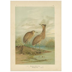 Grabado antiguo de aves del Avetoro euroasiático por Naumann, hacia 1895
