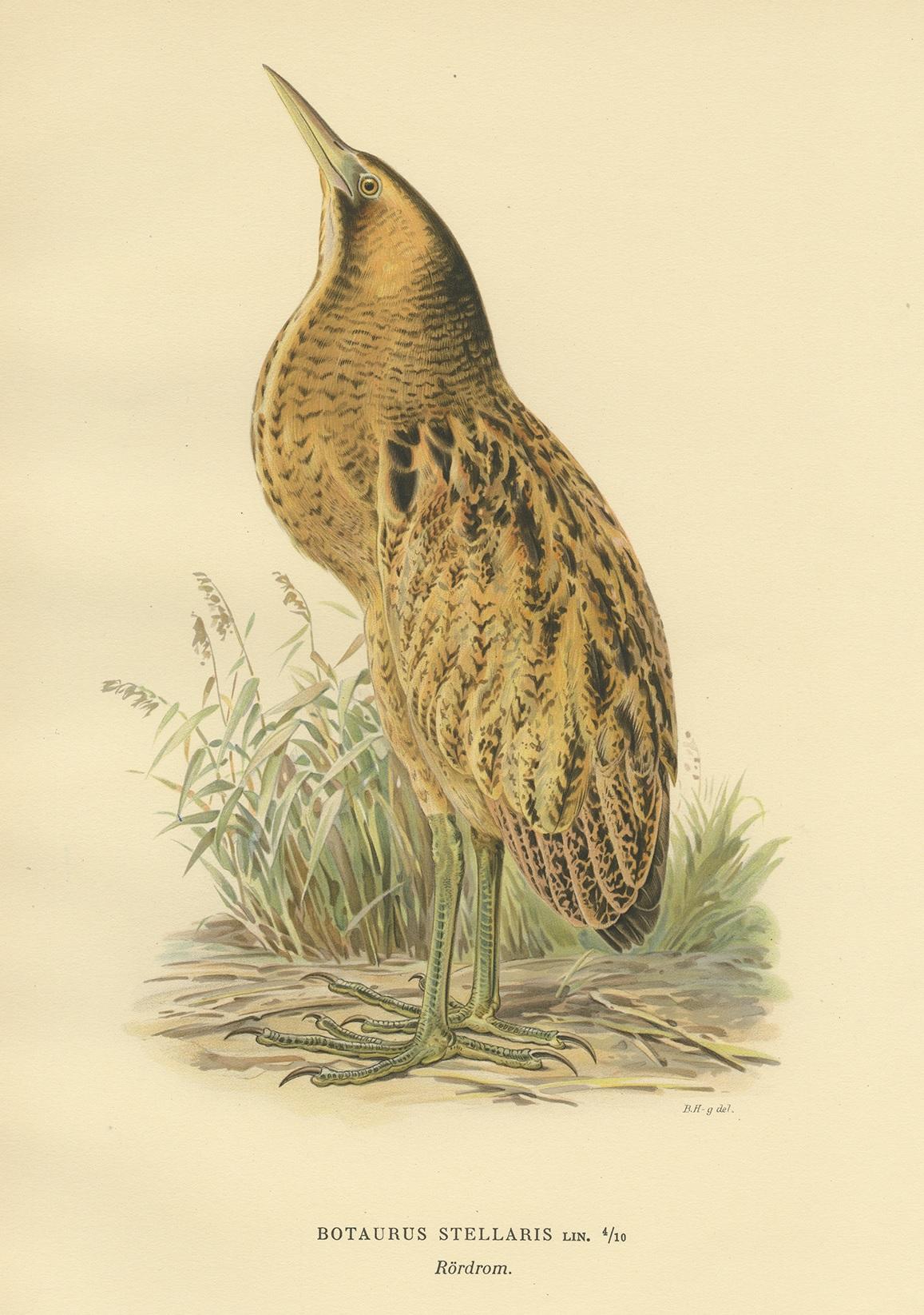 Antique Bird Print of the Eurasian Bittern by Von Wright '1929' In Good Condition For Sale In Langweer, NL