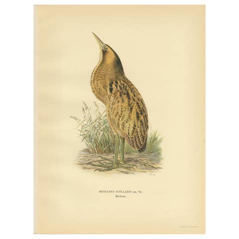 Antique Bird Print of the Eurasian Bittern by Von Wright '1929'