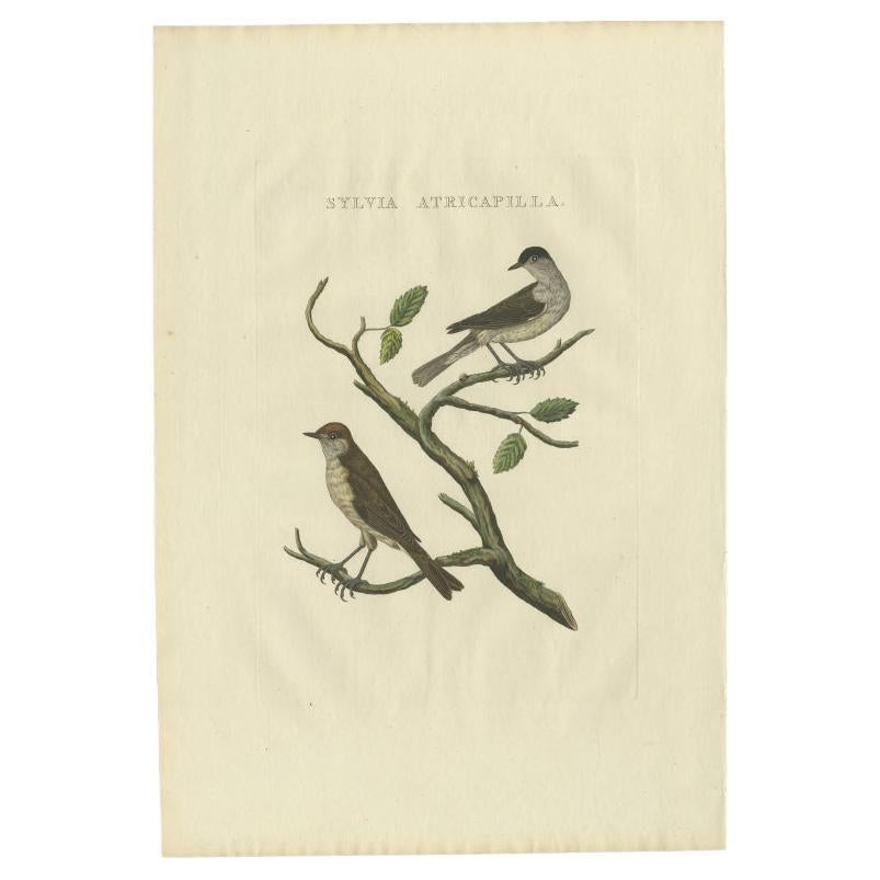 Antique Bird Print of the Eurasian Blackcap by Sepp & Nozeman, 1829 For Sale