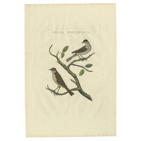 Antique Bird Print of the Eurasian Blackcap by Sepp & Nozeman, 1829