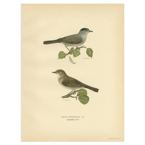 Antique Bird Print of the Eurasian Blackcap by Von Wright, 1927