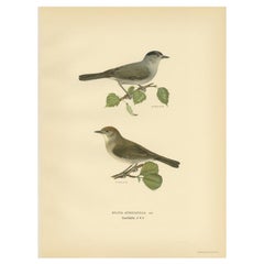 Antique Bird Print of the Eurasian Blackcap by Von Wright, 1927