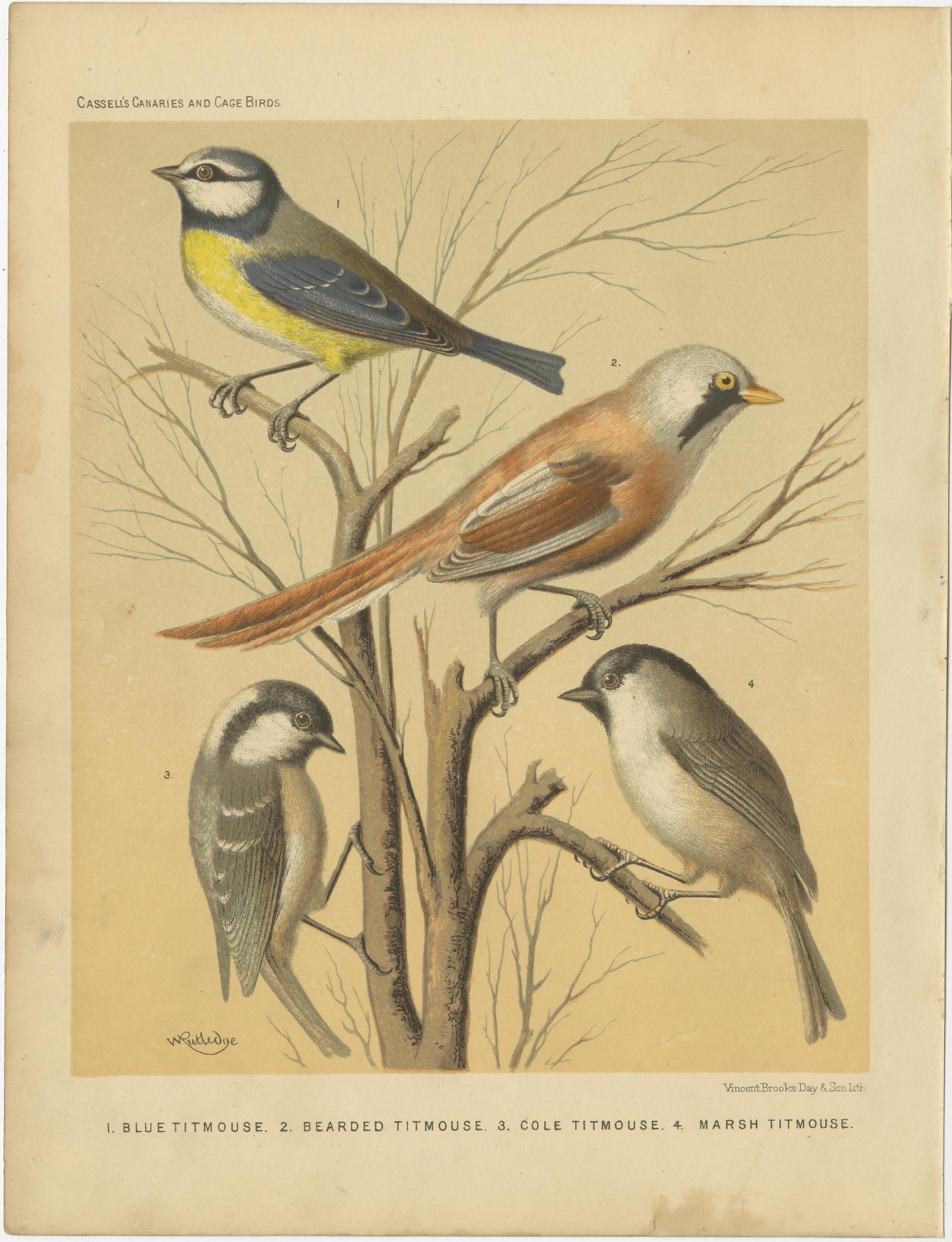 Stampa antica di uccelli dal titolo '1. Cinciarella blu 2. Cinciarella barbuta Cinciallegra barbuta 3. Cincia dal collare 3. Cinciallegra di palude