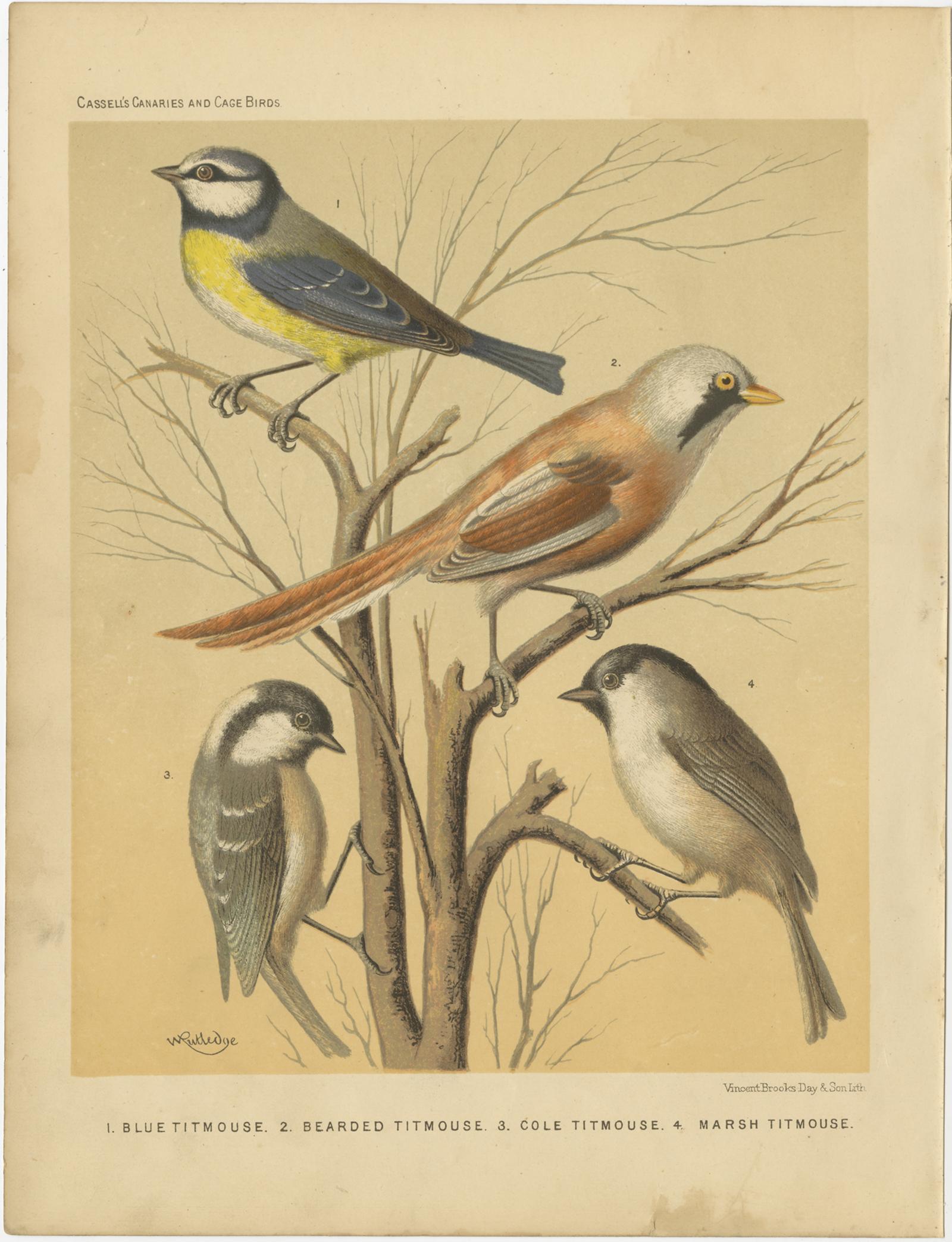 Antique bird print titled '1. Blue Titmouse 2. Bearded Titmouse 3. Cole Titmouse 3. Marsh Titmouse'. Old bird print depicting the Eurasian blue tit, Bearded Titmouse, Cole Titmouse, Marsh Titmouse. This print originates from: 'Illustrated book of