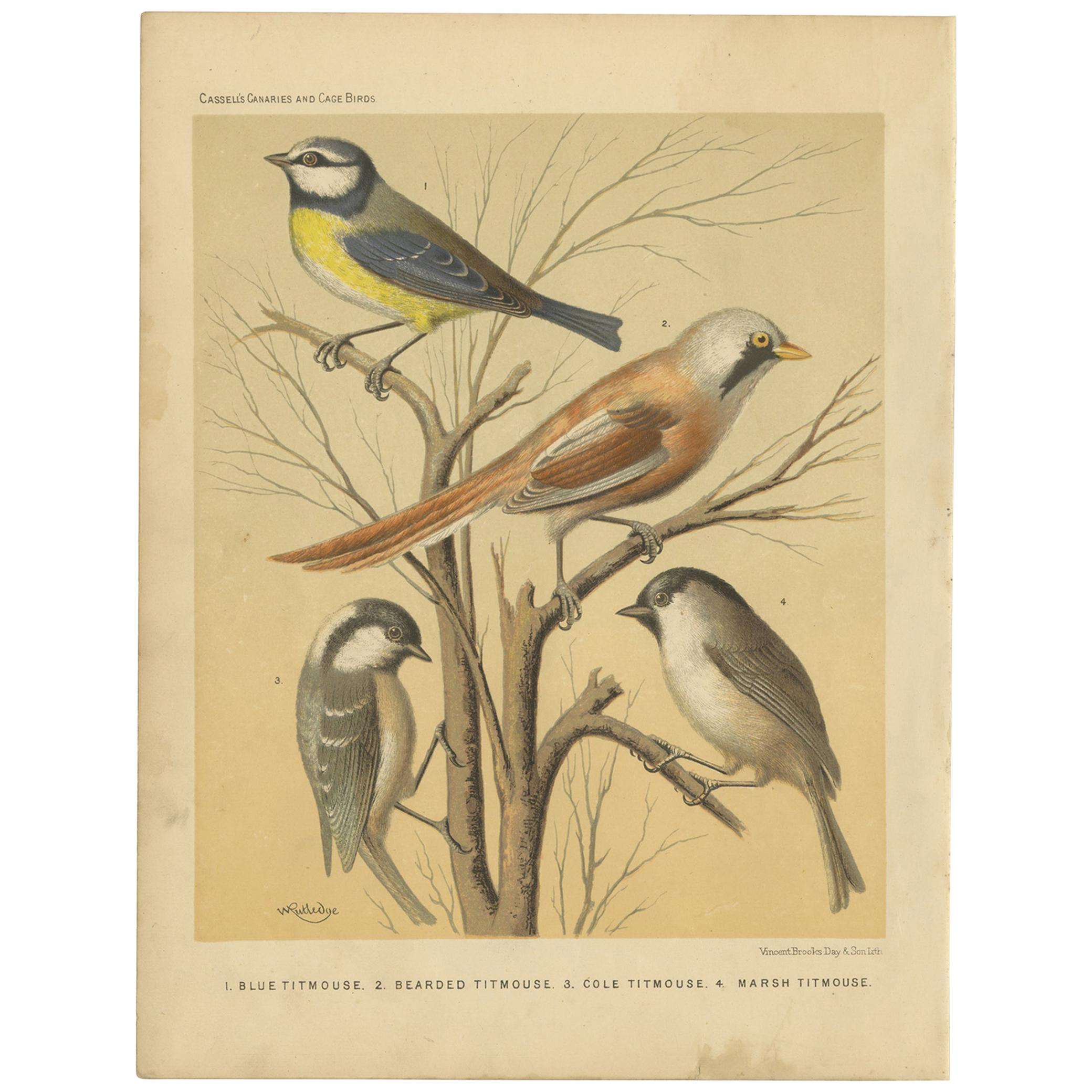 Antique Bird Print of the Eurasian Blue Tit, Bearded Titmouse and Others For Sale