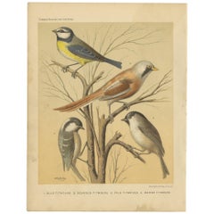 Antique Bird Print of the Eurasian Blue Tit, Bearded Titmouse and Others