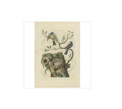 Blaeuwe Mees (Parus caeruleus) – Hand-Coloured Engraving with Text, 1770–1829